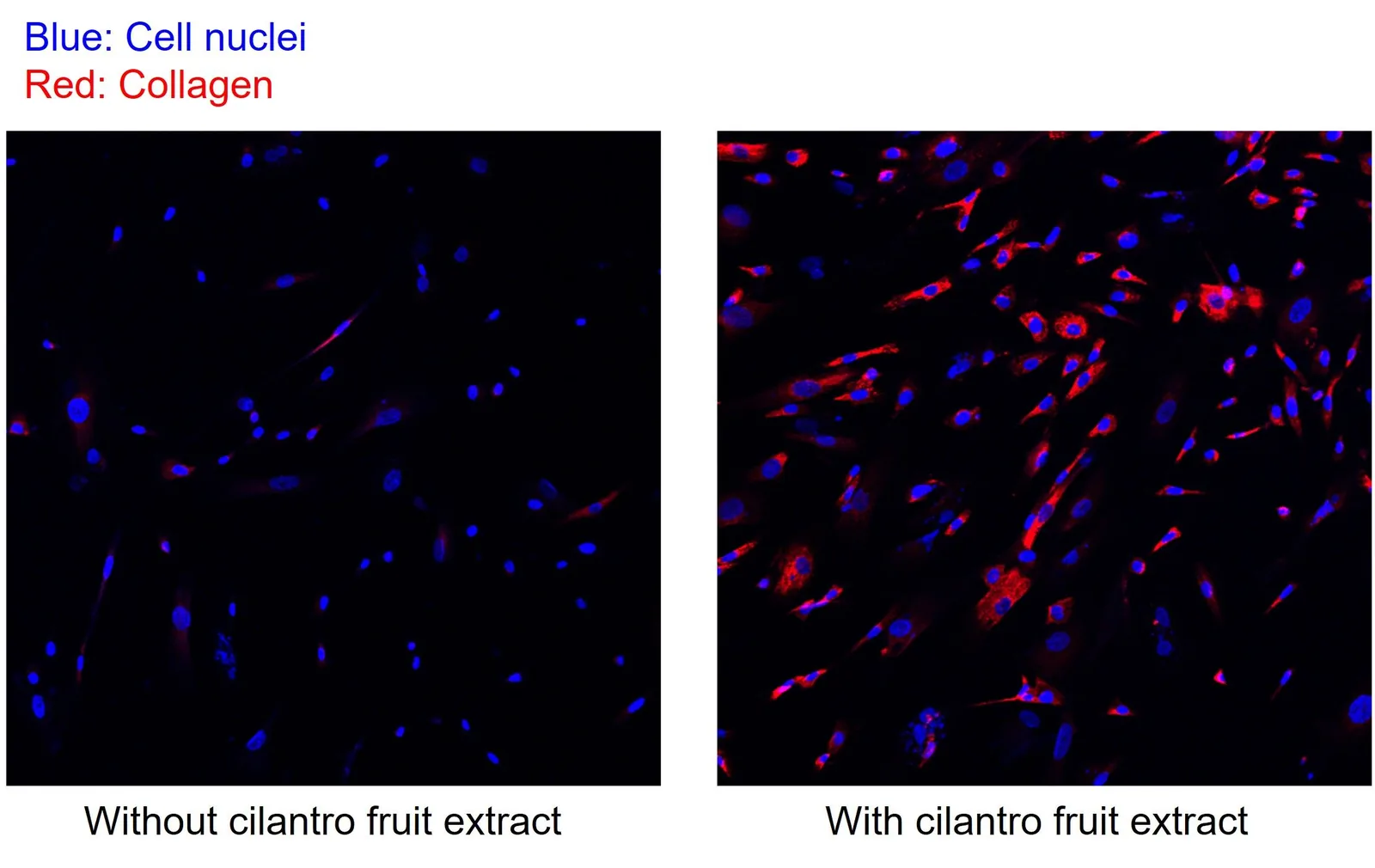 Micrografías de Shiseido: colágeno en rojo y núcleos celulares en azul, sin y con extracto de cilantro