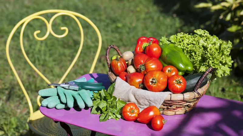 Cesta con tomates, pimientos, lechuga y albahaca sobre una mesa de jardín al sol